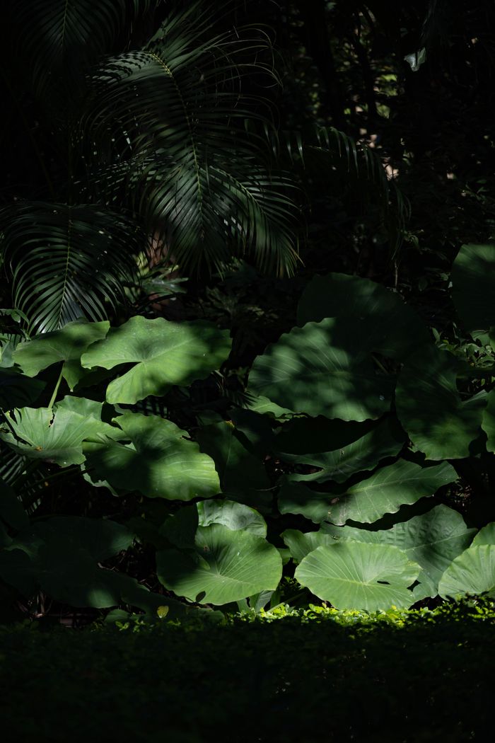 Dense tropical leaves illuminated by sunlight, creating a serene natural scene.