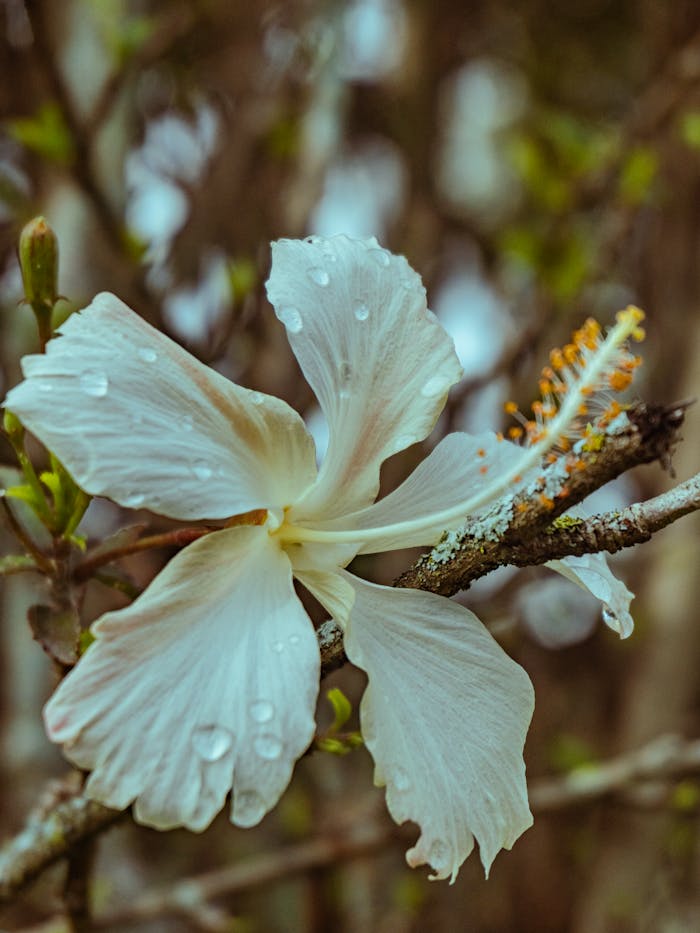 Offerings Capture of a delicate white hibiscus flower with dewdrops, showcasing nature's beauty.